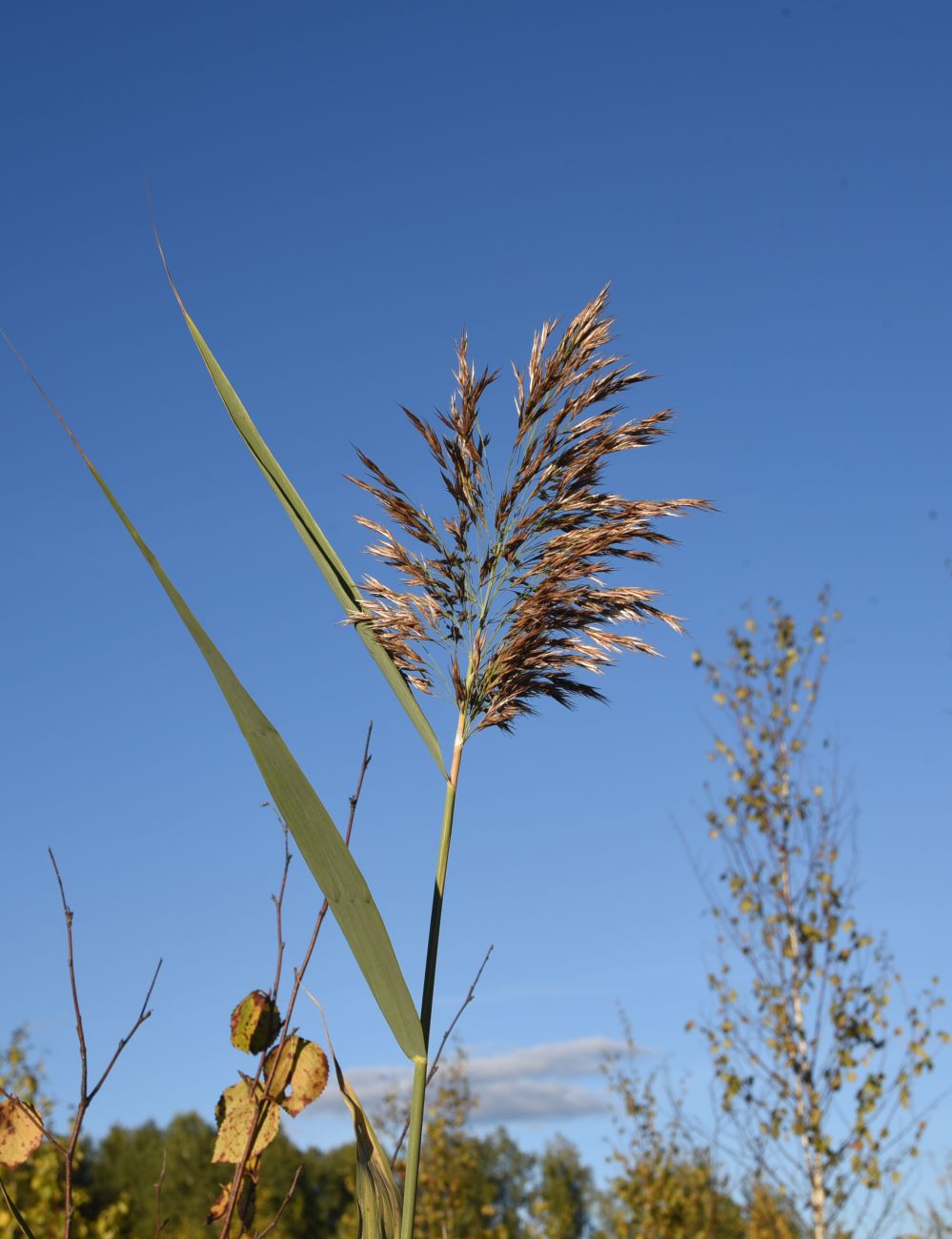 Image of Phragmites australis specimen.