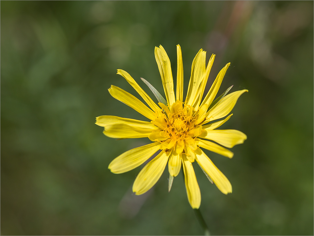 Image of Tragopogon orientalis specimen.