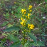 Solidago virgaurea. Верхушка цветущего растения. Московская обл., окр. г. Чехов, березняк. 17.07.2010.