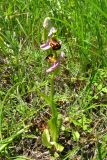 Ophrys apifera. Цветущее растение. Крым, окр. Феодосии, хр.Тепе-Оба. 7 июня 2008 г.