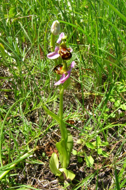 Image of Ophrys apifera specimen.