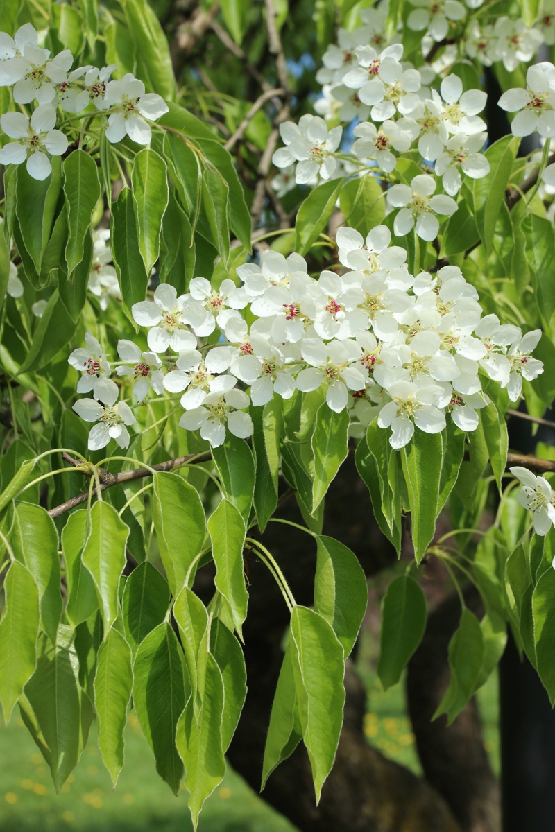 Image of genus Pyrus specimen.