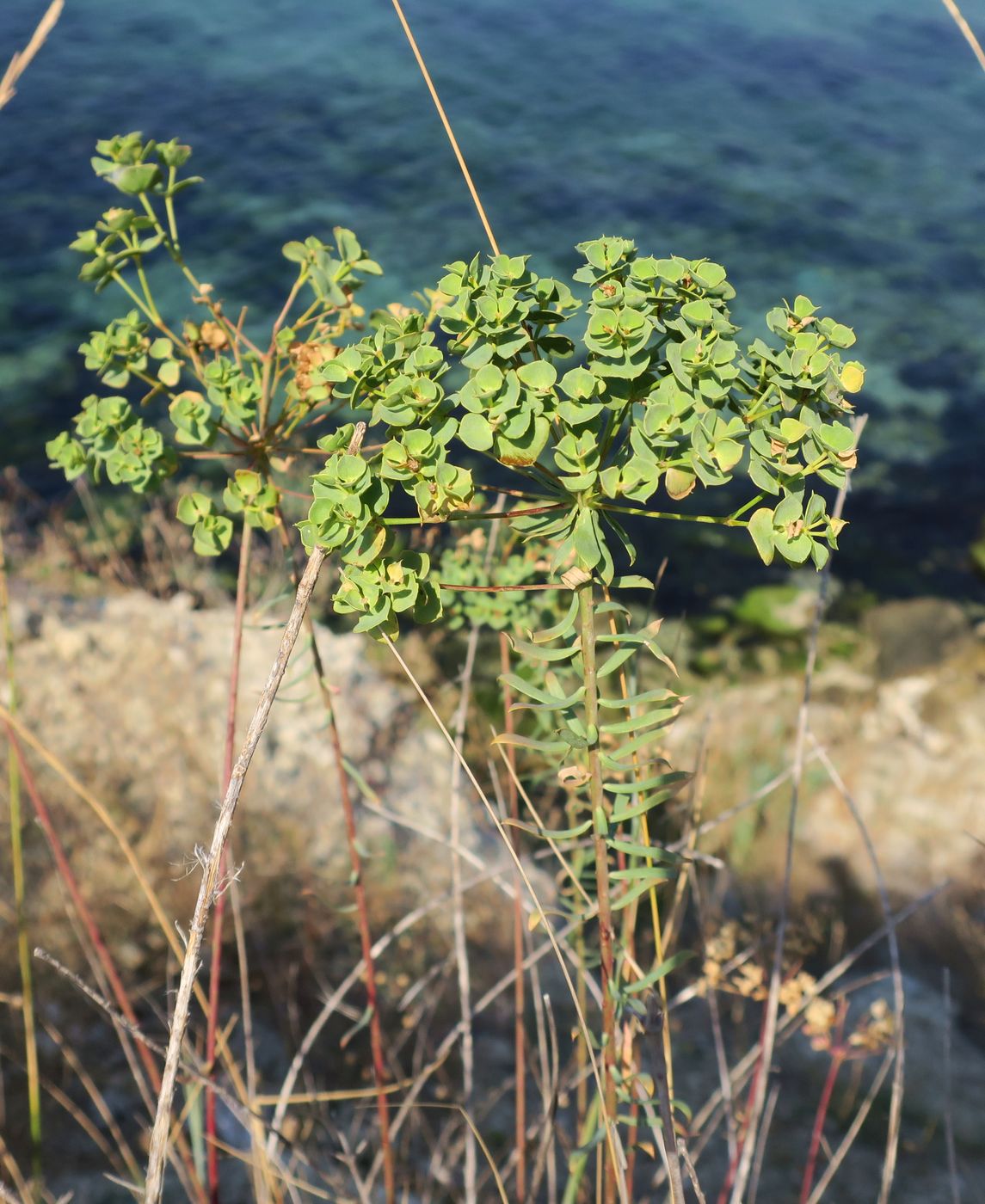 Изображение особи род Euphorbia.