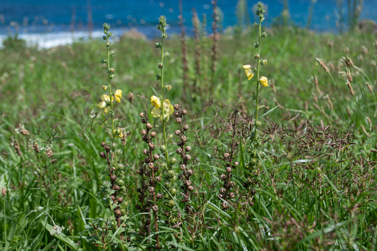 Image of Verbascum virgatum specimen.