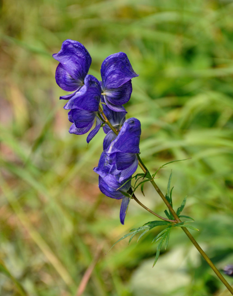 Изображение особи род Aconitum.