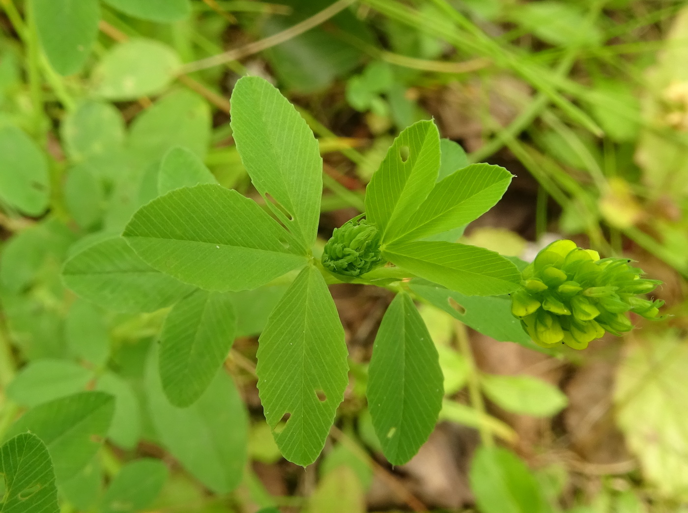 Image of Trifolium aureum specimen.