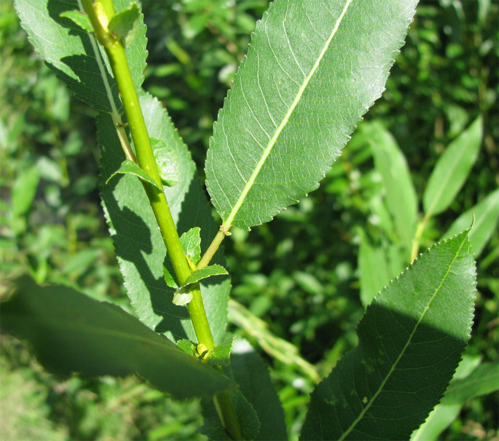 Изображение особи Salix &times; schumanniana.