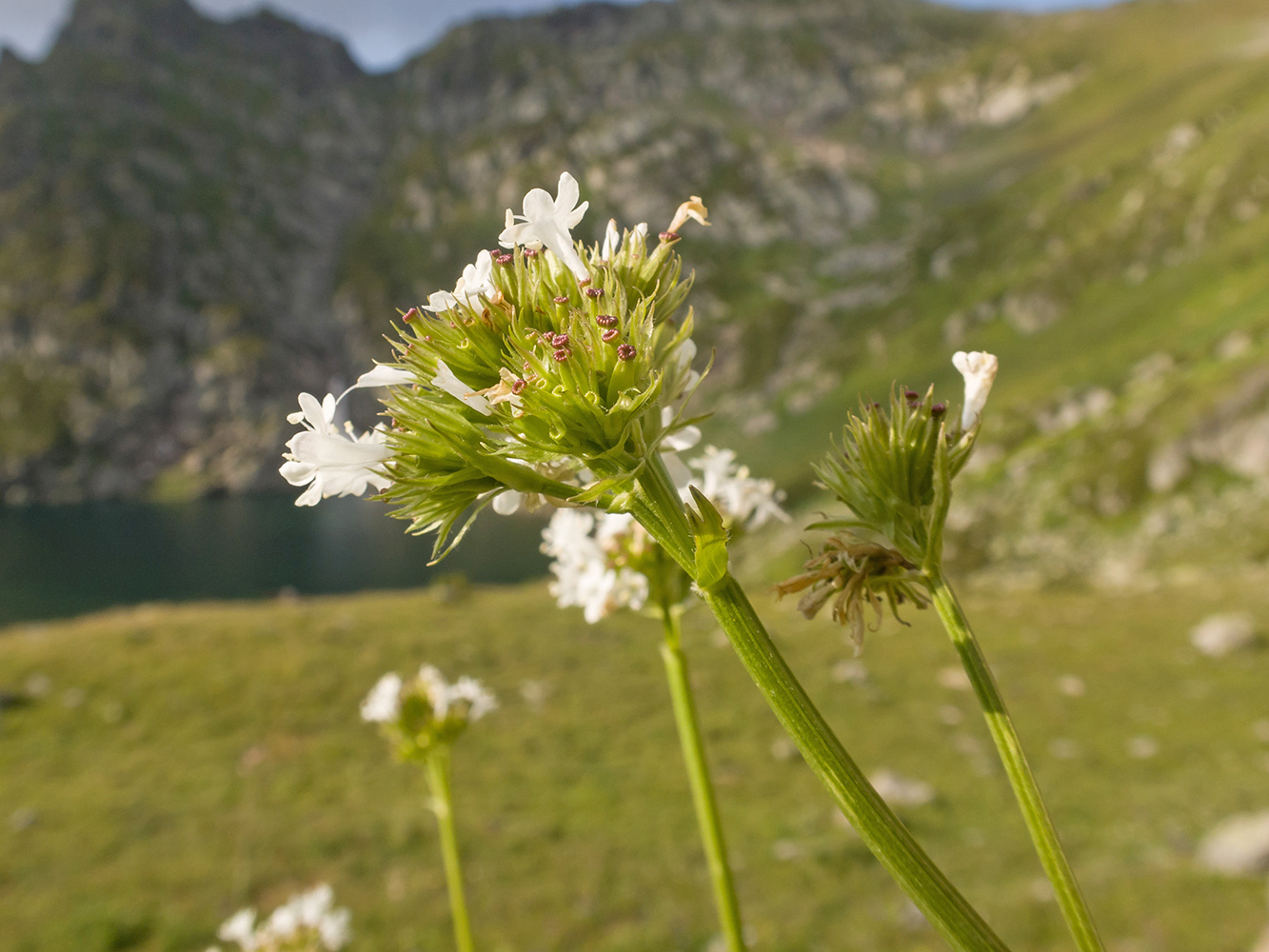 Image of Valeriana alpestris specimen.