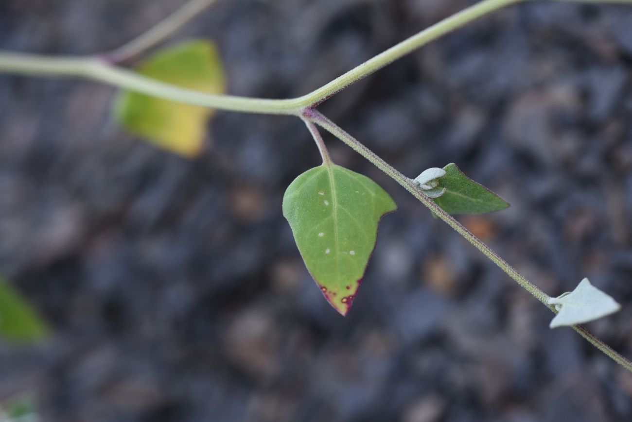 Изображение особи Chenopodium sosnowskyi.