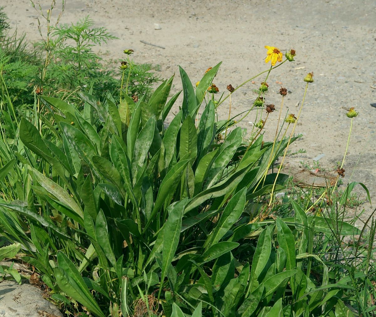 Image of Coreopsis grandiflora specimen.