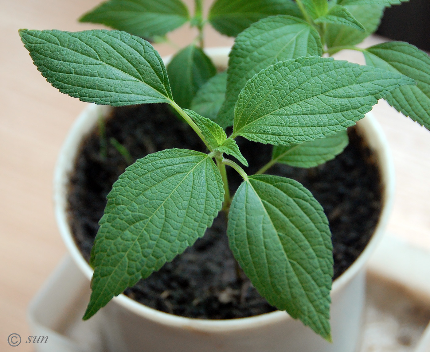 Image of Salvia hispanica specimen.