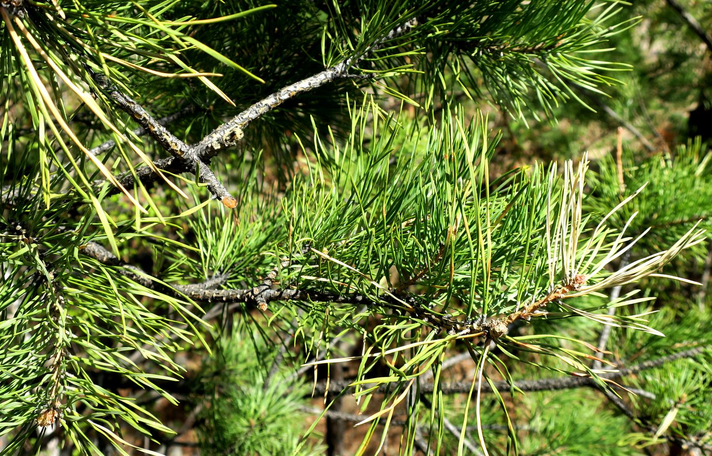 Изображение особи Pinus sylvestris.