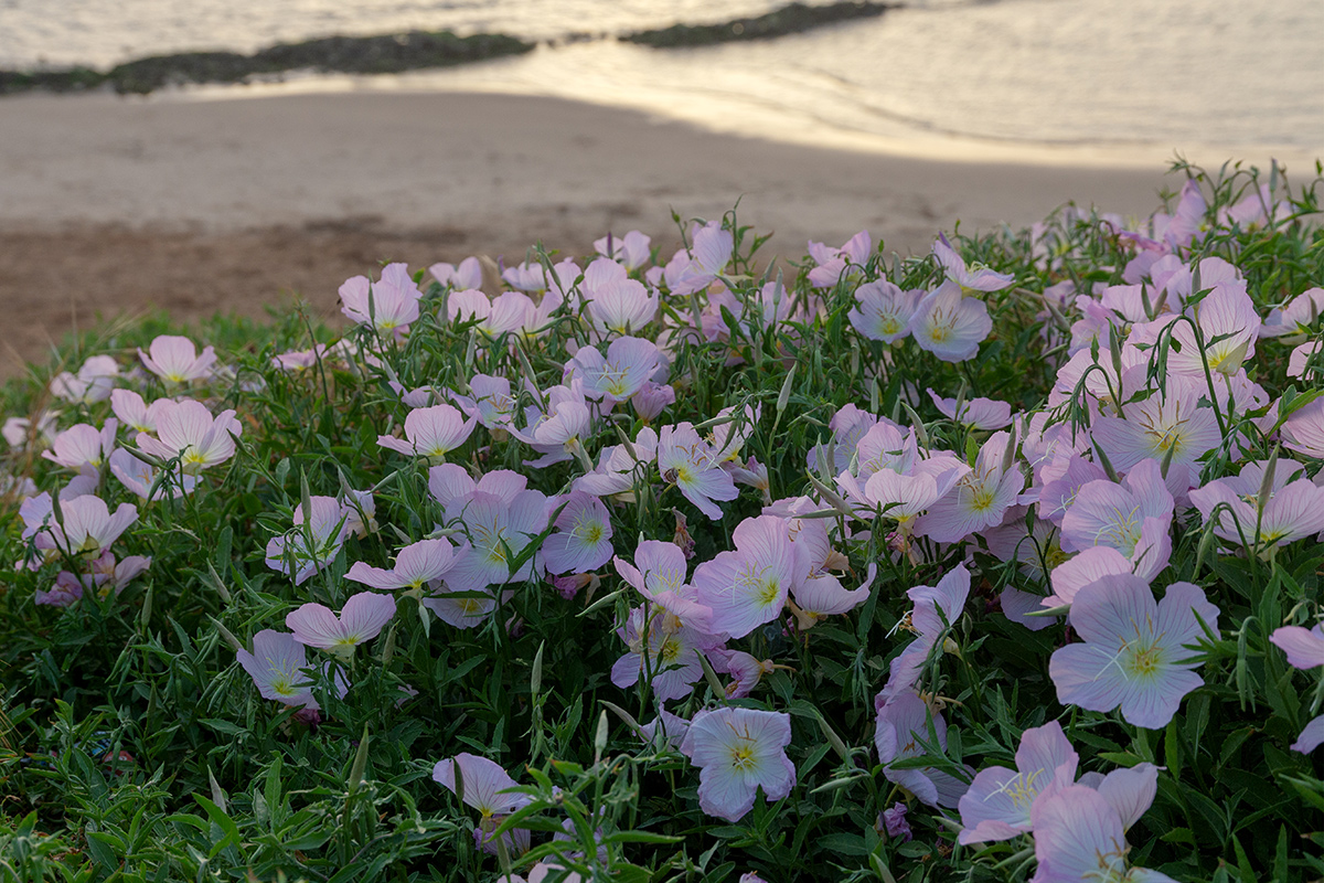 Изображение особи Oenothera speciosa.