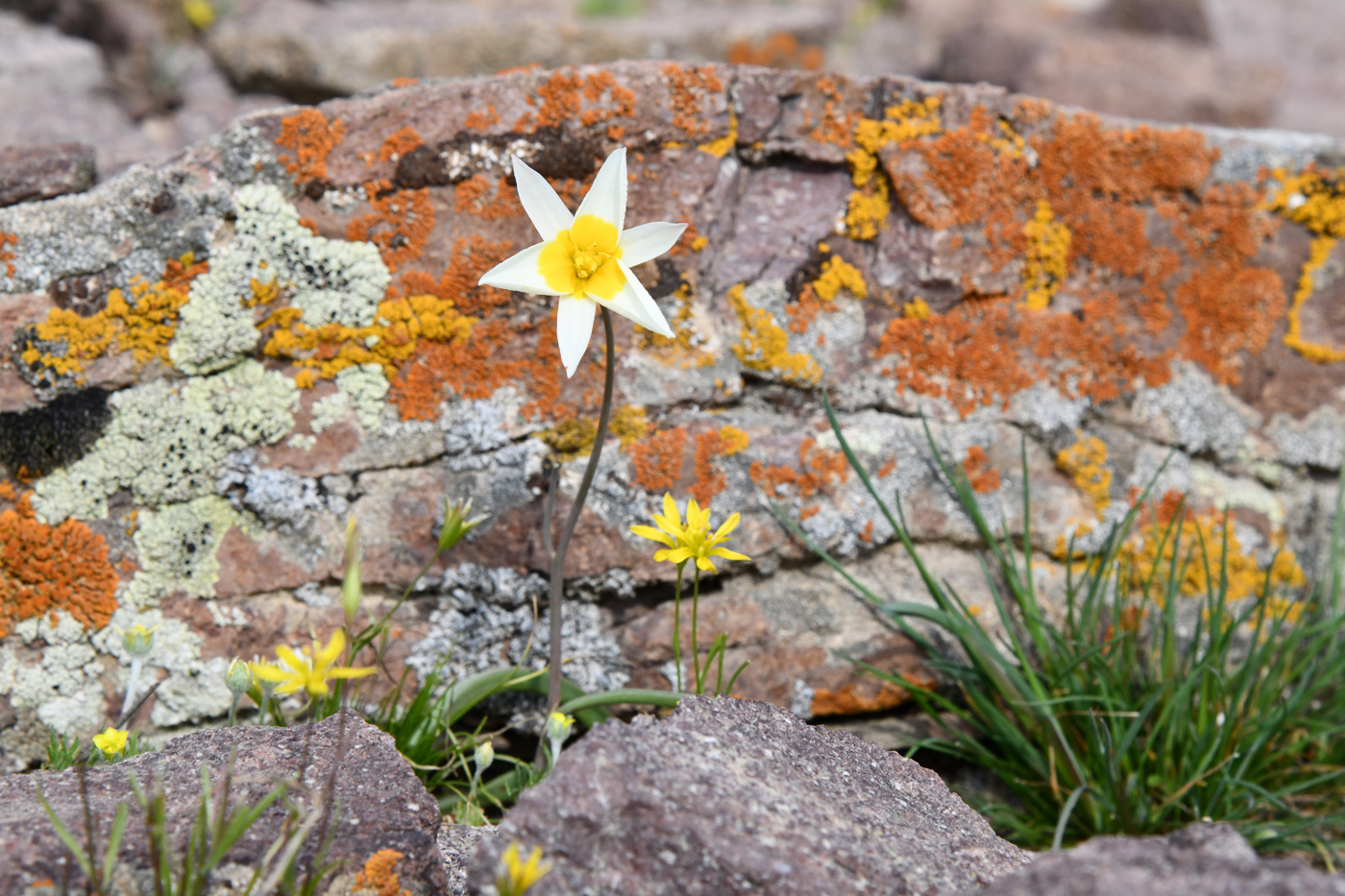 Image of Tulipa buhseana specimen.