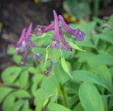 Смотреть изображение Corydalis intermedia