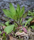 Hesperis matronalis