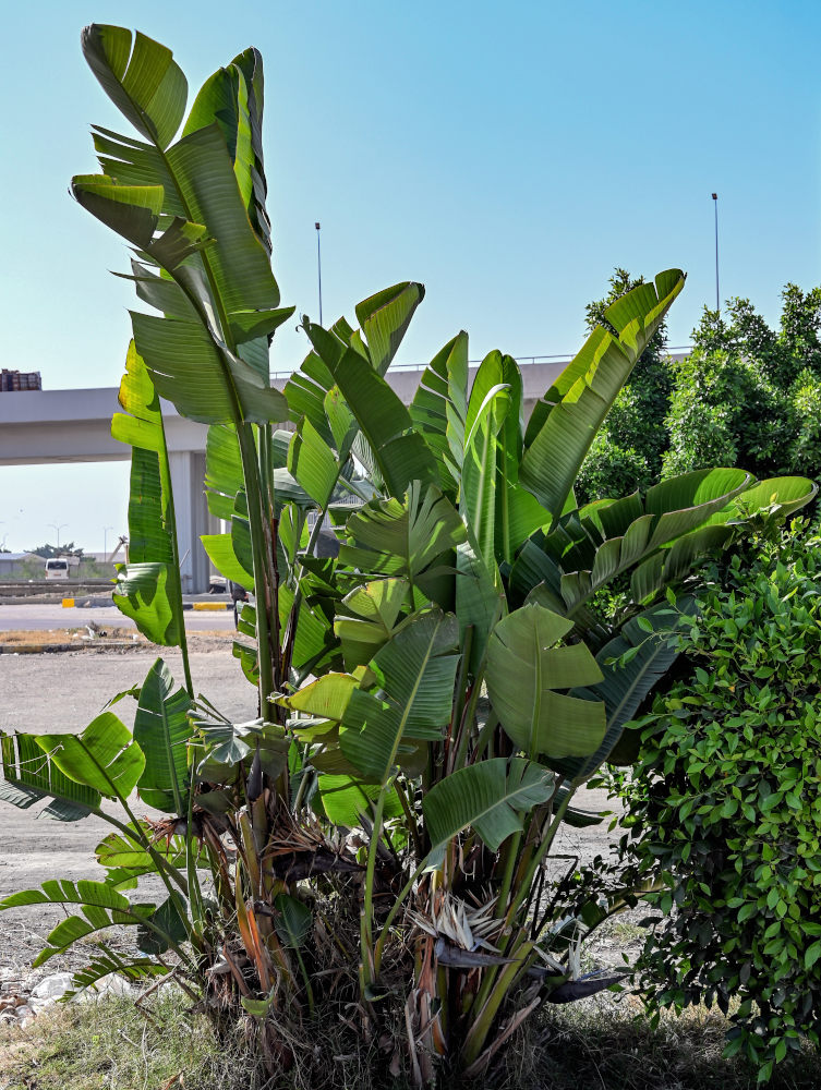 Image of Strelitzia nicolai specimen.