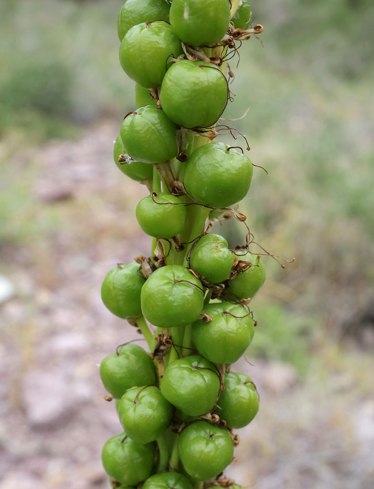 Image of Eremurus fuscus specimen.