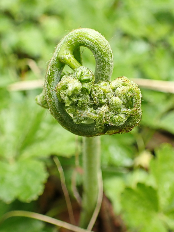 Изображение особи Pteridium japonicum.