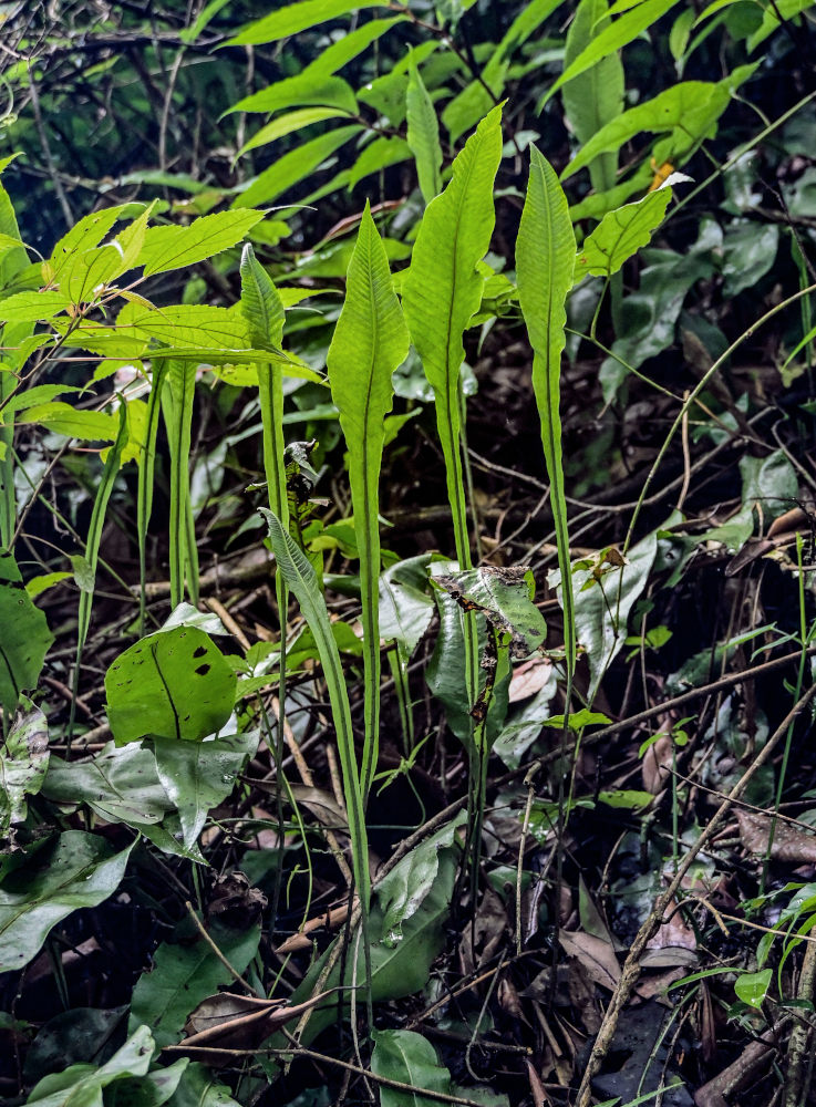 Image of Leptochilus wrightii specimen.