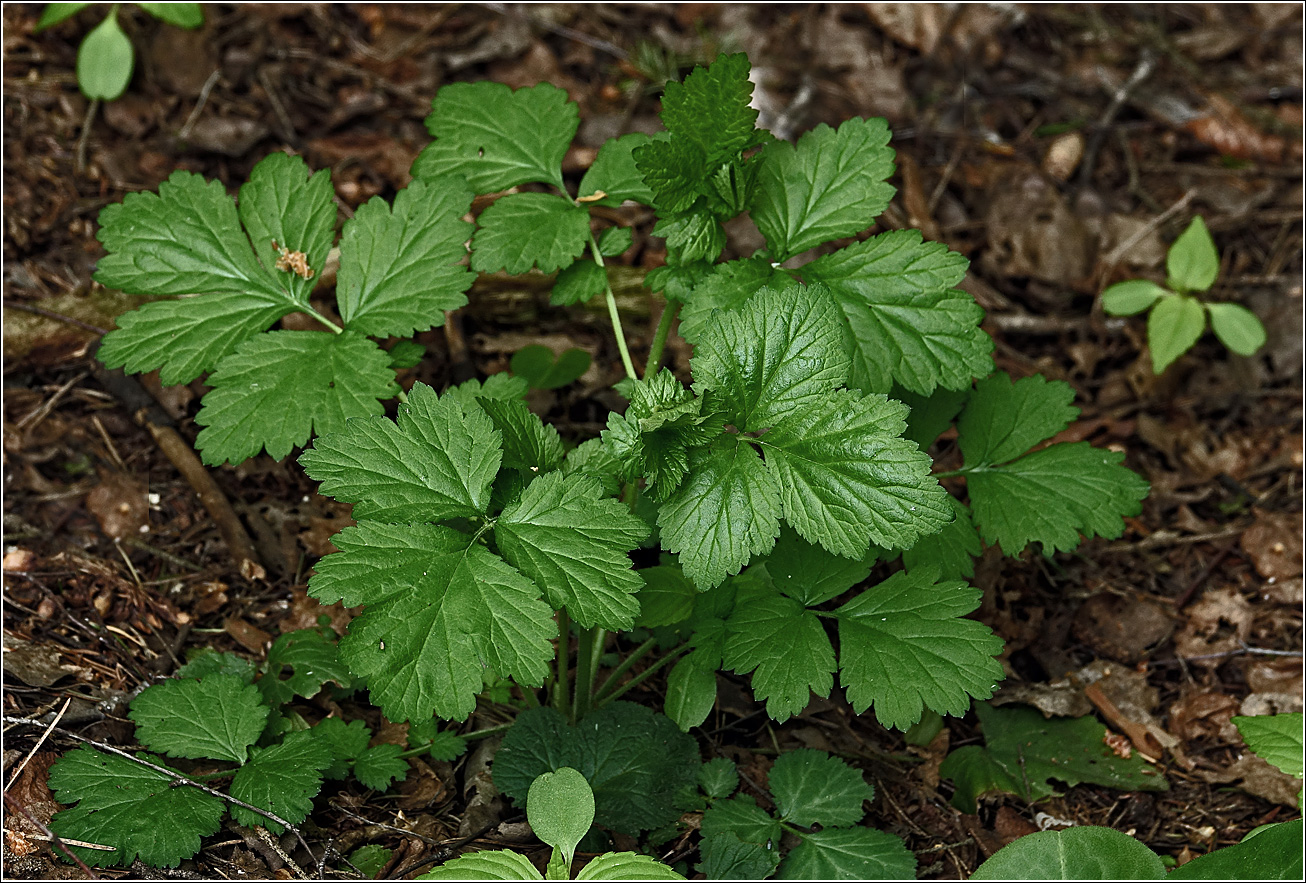 Изображение особи Geum rivale.