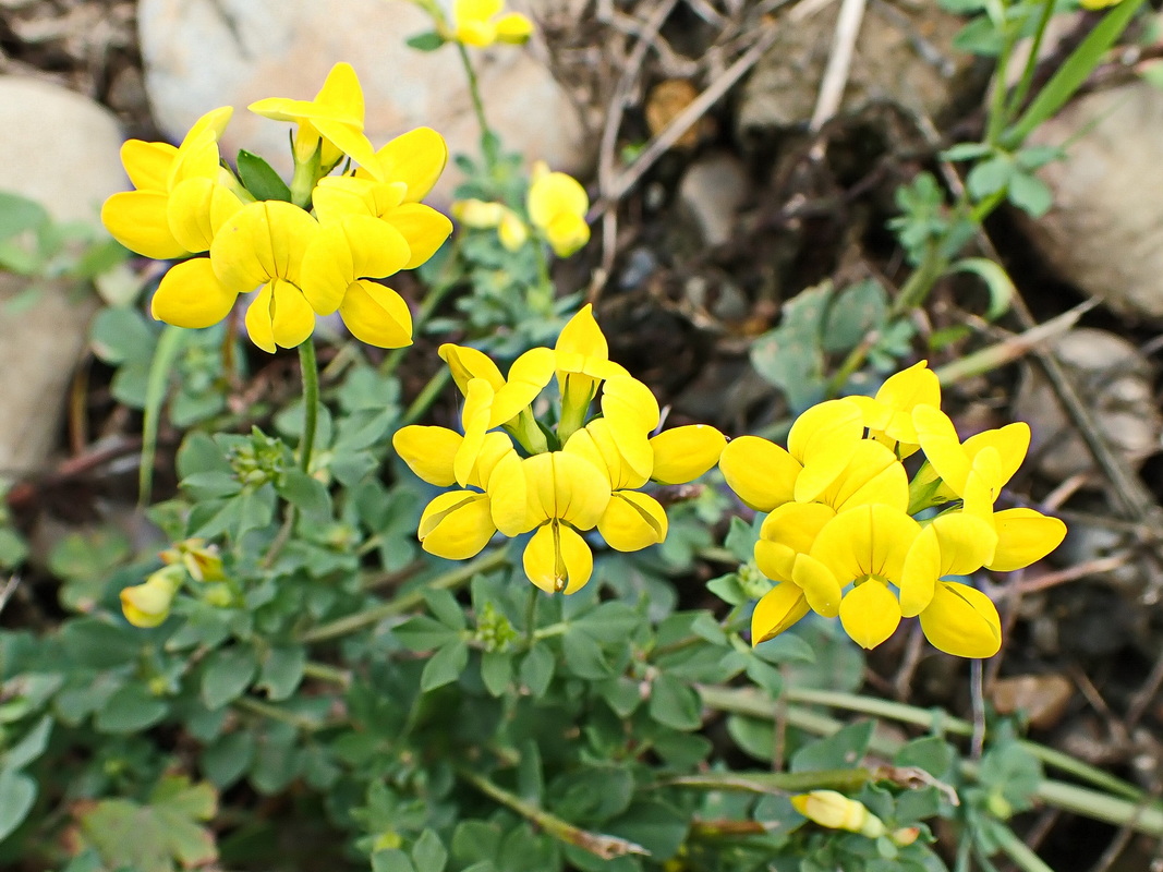 Image of Lotus corniculatus specimen.