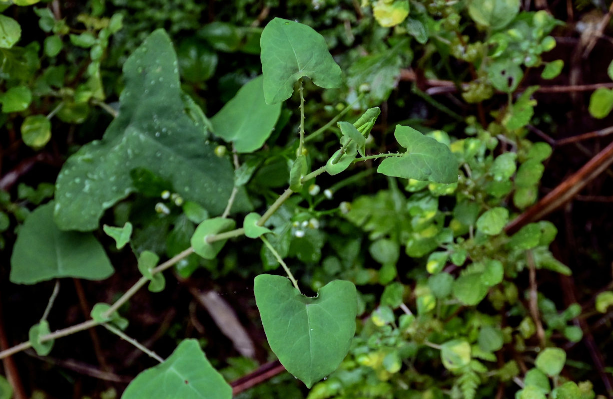 Изображение особи Chylocalyx perfoliatus.