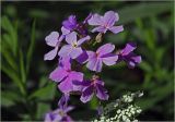 Hesperis matronalis