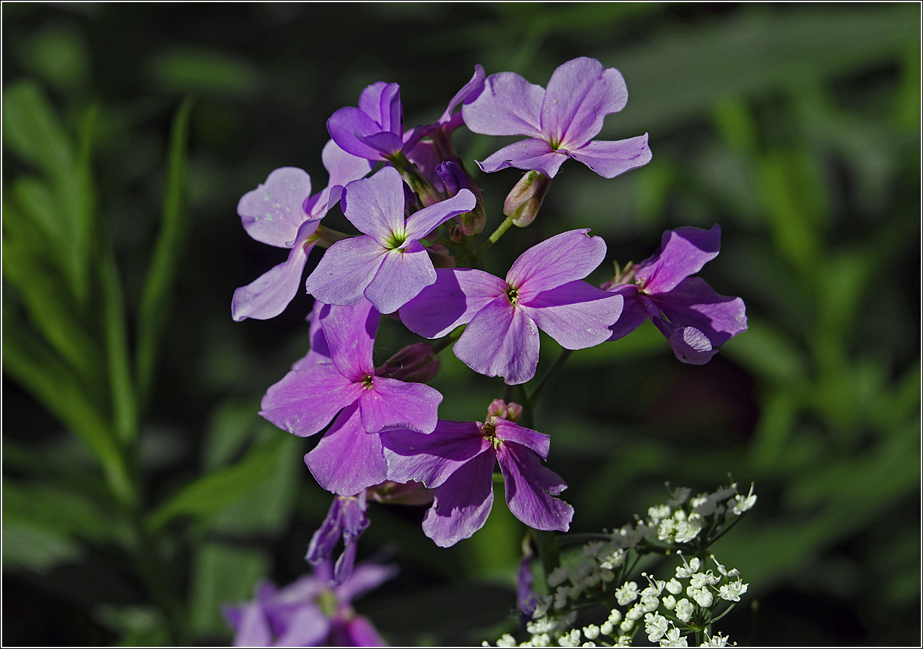 Изображение особи Hesperis matronalis.