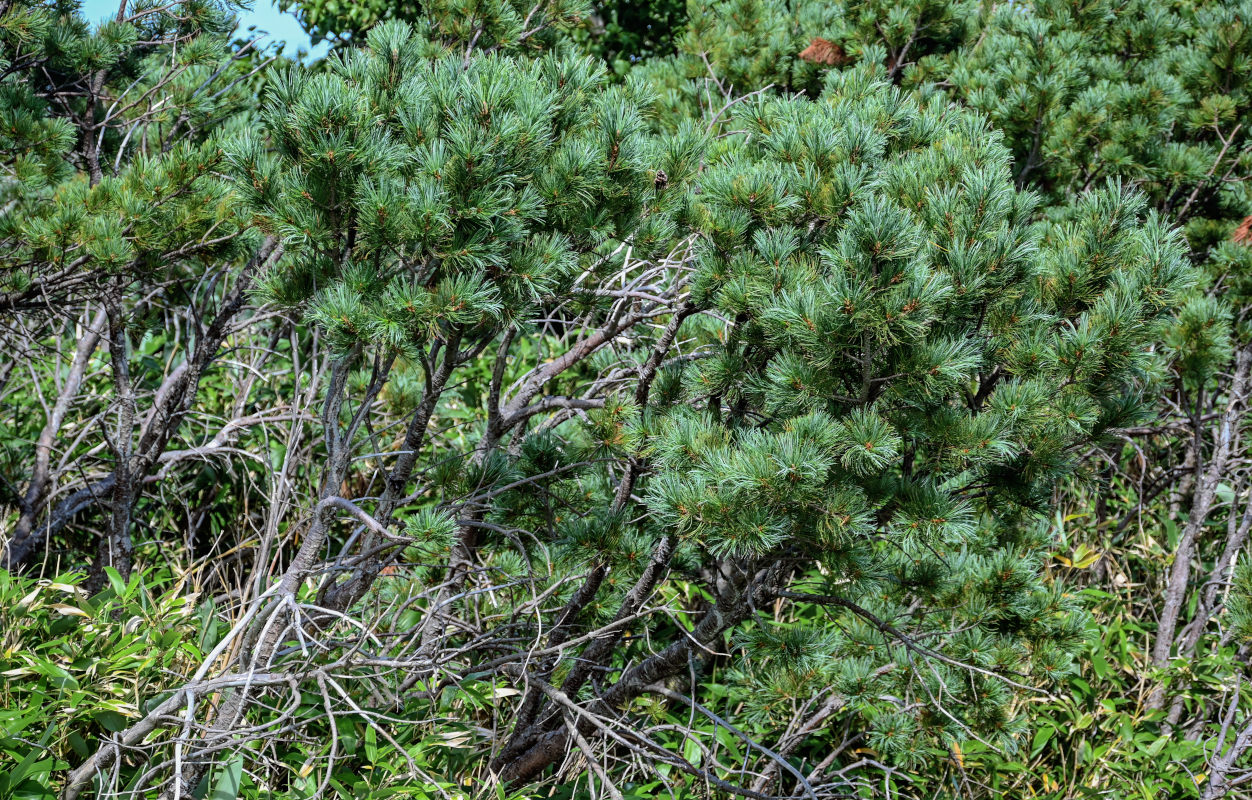 Image of Pinus pumila specimen.