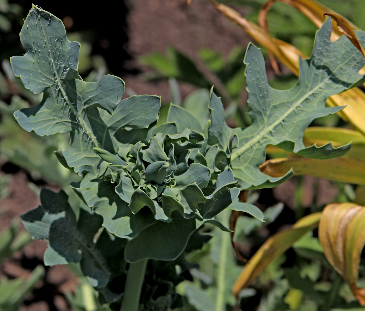 Image of Glaucium flavum specimen.