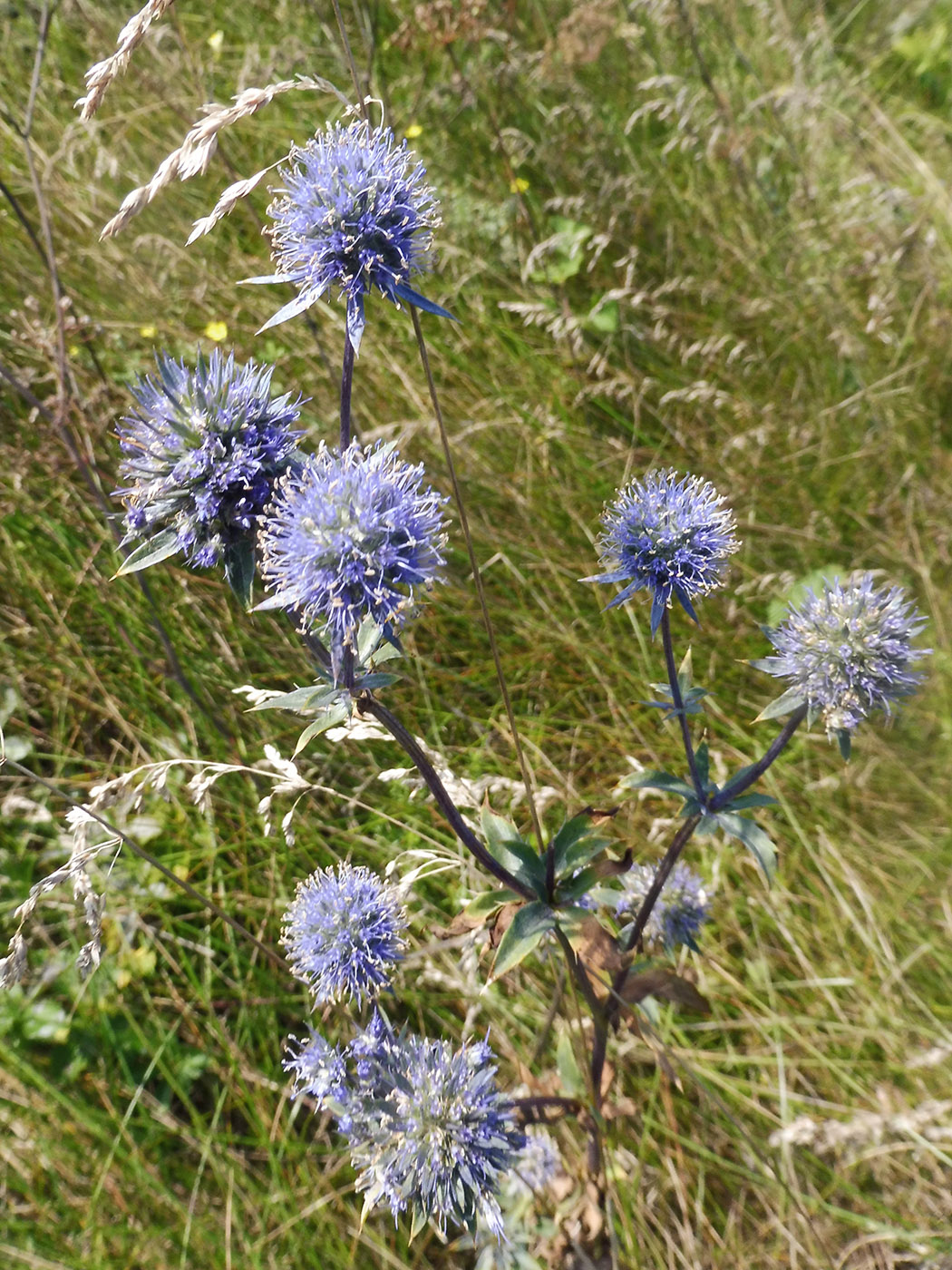 Изображение особи Eryngium planum.