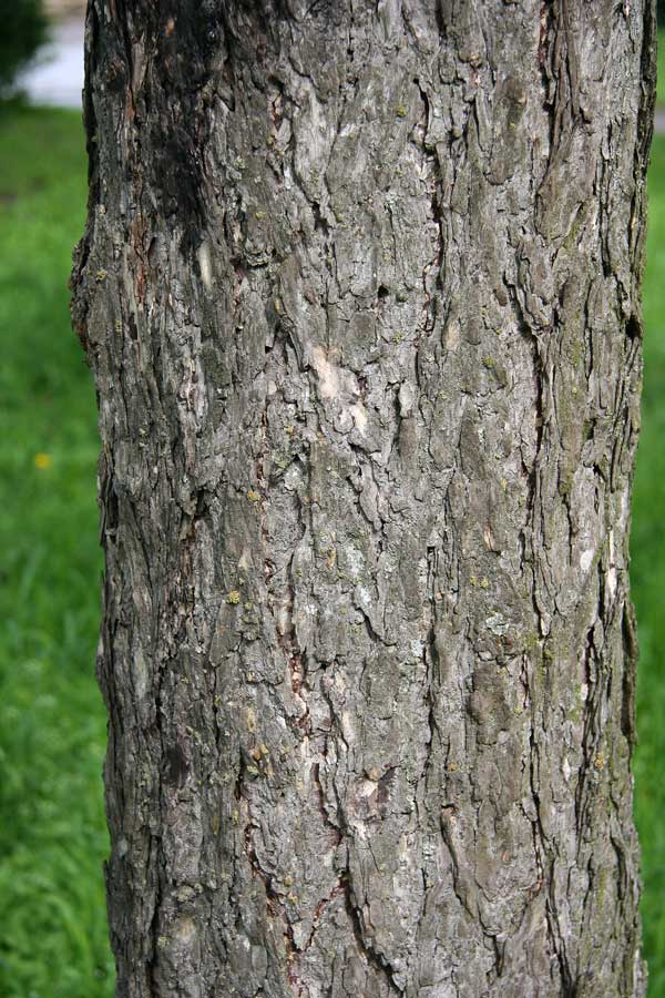 Image of Larix sibirica specimen.