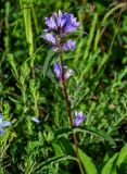 Campanula glomerata. Верхушка цветущего растения. Красноярский край, гор. округ Норильск, пос. Снежногорск, луговой склон. 27.07.2023.