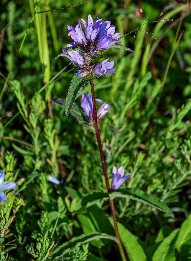 Image of Campanula glomerata specimen.