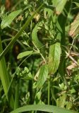 genus Epilobium. Листья и часть побега. Липецкая обл., Данковский р-н, окр. ур. Осиновский лес, берег р. Дон. 1 августа 2024 г.