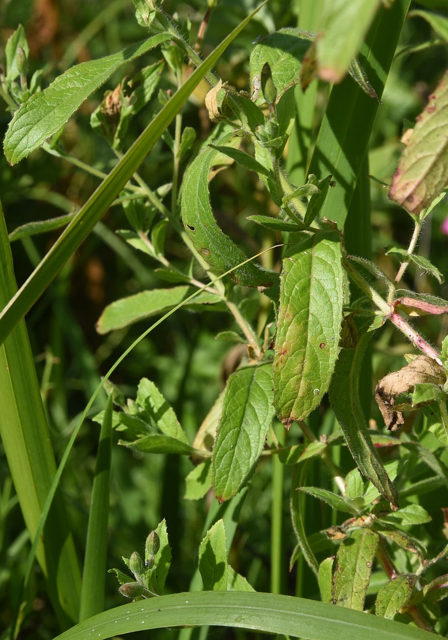 Изображение особи род Epilobium.