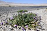 Oxytropis chiliophylla