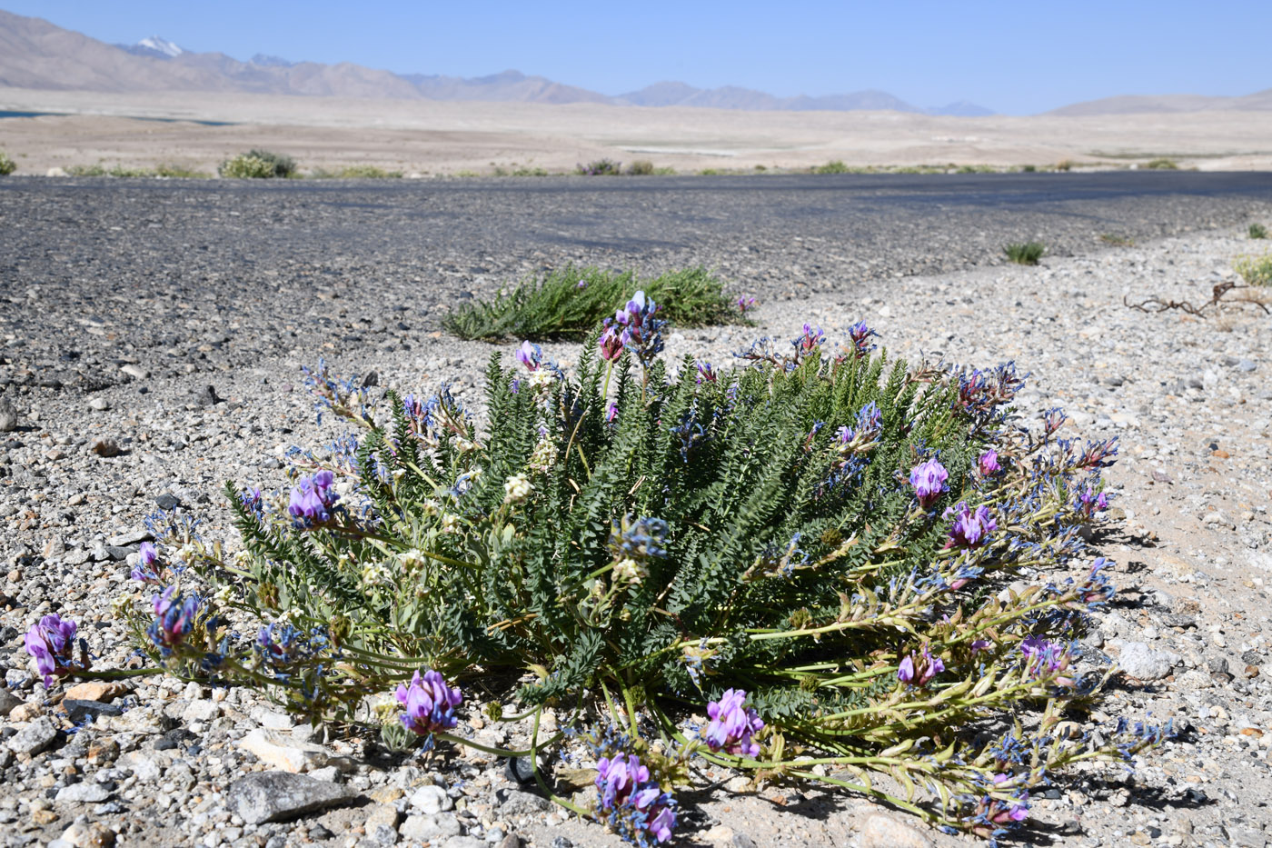 Image of Oxytropis chiliophylla specimen.