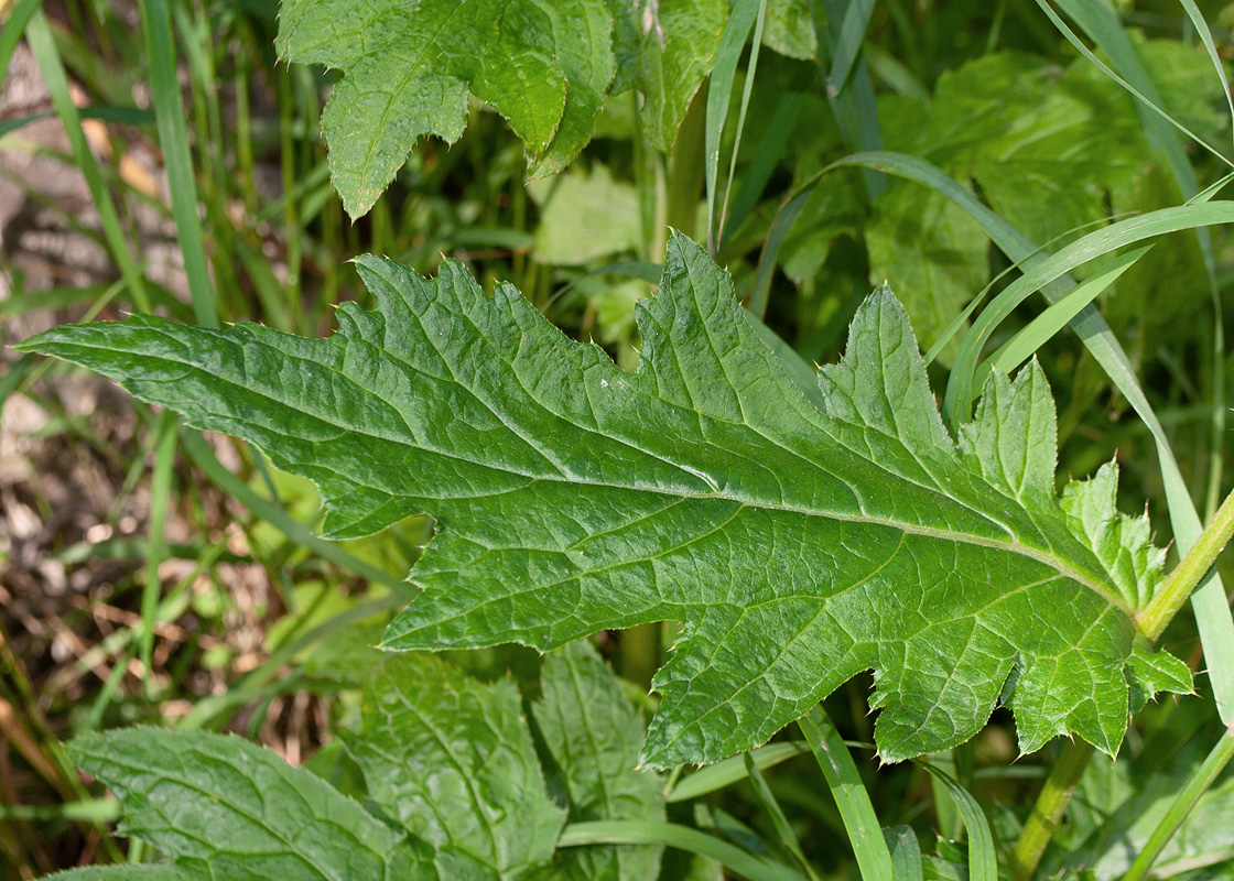 Изображение особи Cirsium kamtschaticum.