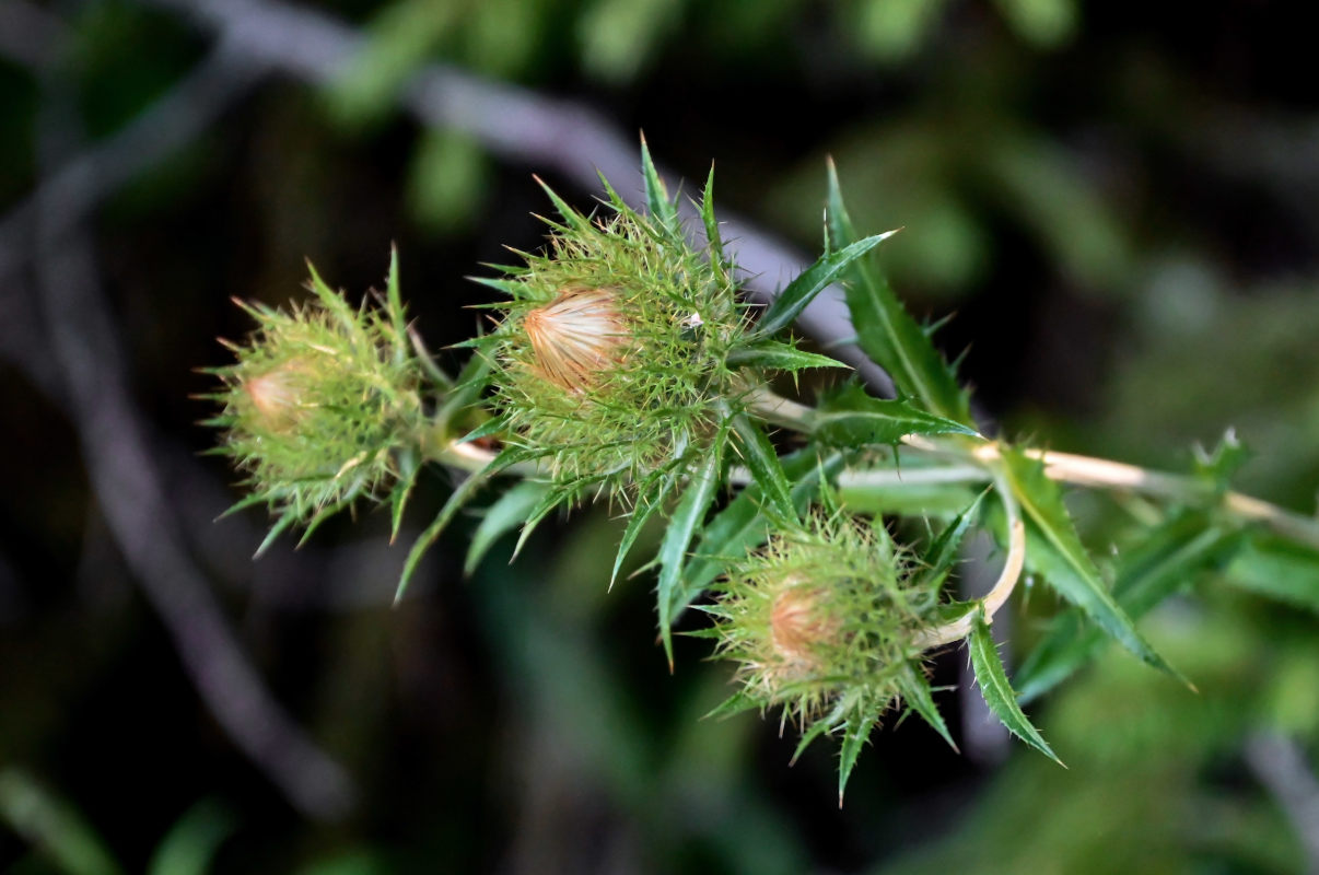 Изображение особи Carlina biebersteinii.