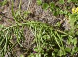 Senecio pseudolongifolius