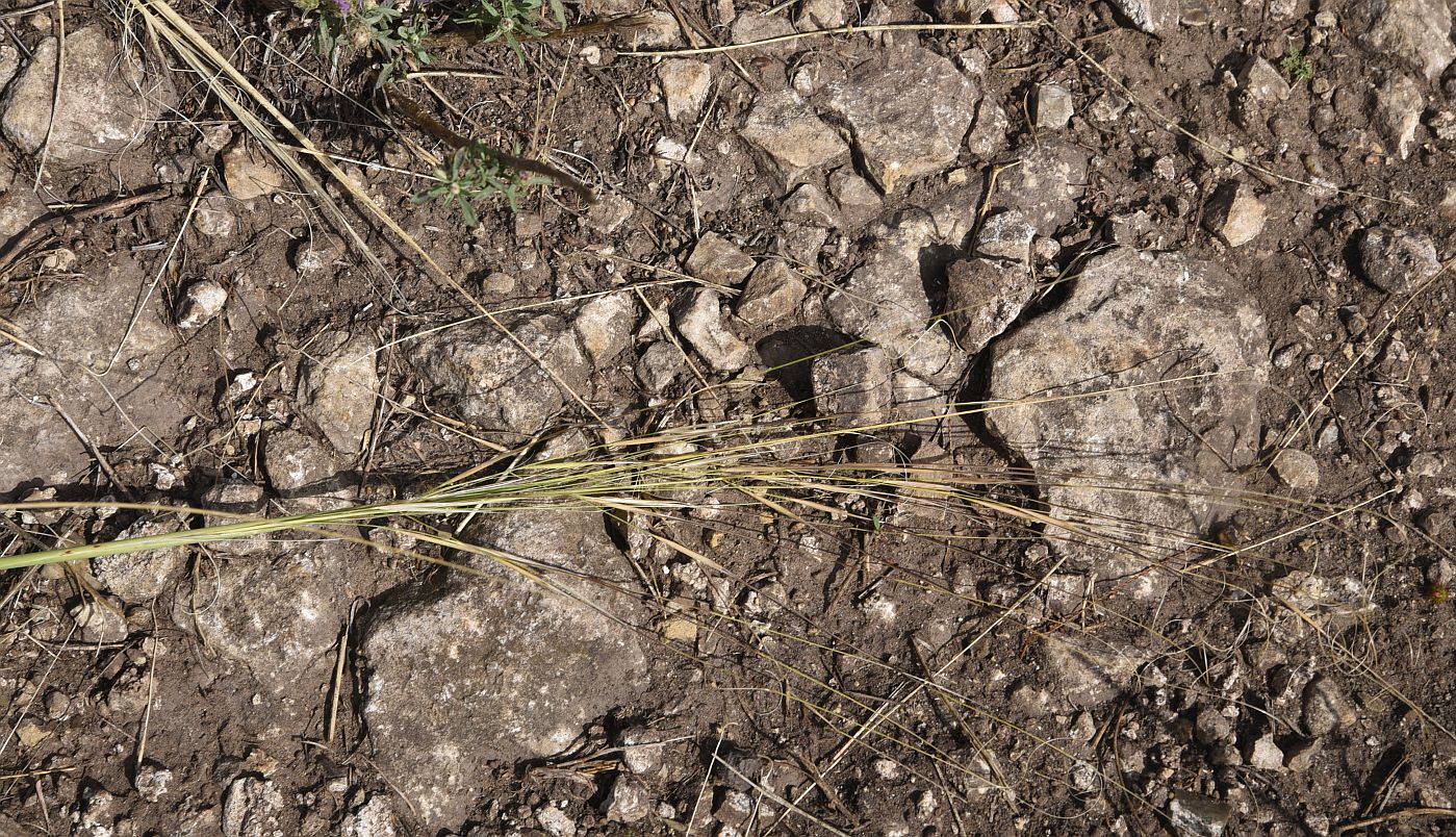 Изображение особи Stipa capillata.