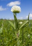 Trifolium montanum. Верхушка побега с соцветием. Карачаево-Черкесия, Зеленчукский р-н, гора Джисса, ≈ 1600 м н.у.м., субальпийский луг. 14.06.2024.