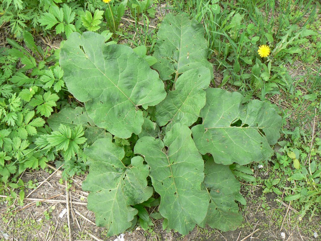 Image of Arctium tomentosum specimen.