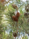 Pinus brutia