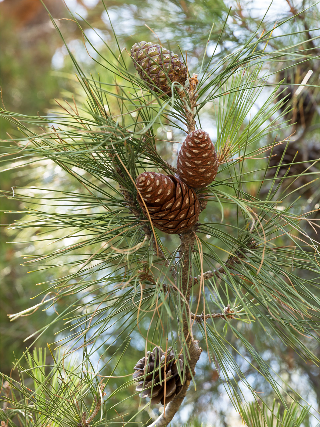 Изображение особи Pinus brutia.