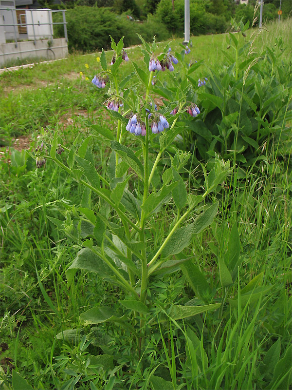 Image of Symphytum &times; uplandicum specimen.