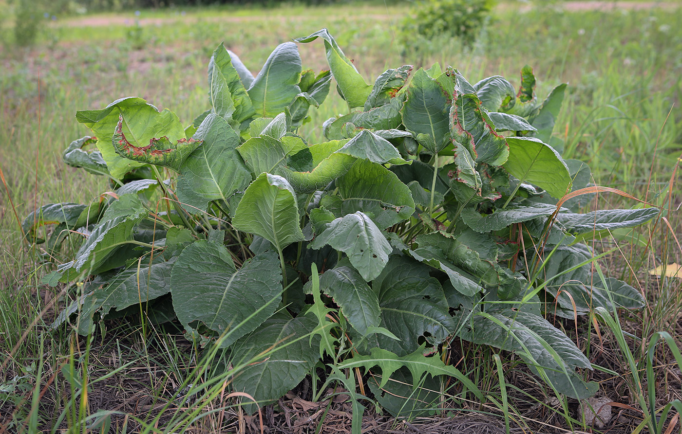 Image of Rumex confertus specimen.