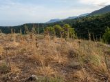 Asphodeline lutea. Плодоносящие растения. Крым, Южный Берег, смотровая площадка на горном плато в 200 м к западу от р. Алака (Сотера). 30.05.2024.